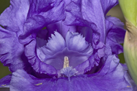 Iris 0373